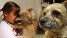 TV 동물농장 - 우린 같이 산다 1회-SBS ALL VOD 1회 TV 동물농장 - 우린 같이 산다 : All VOD