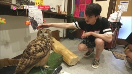 송가연 : 클립영상 : SBS SBS