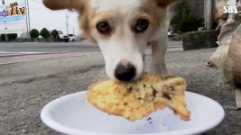 바둑이 : 클립영상 : SBS SBS