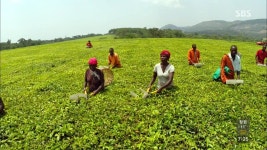 1달러 : 통합검색 : SBS SBS