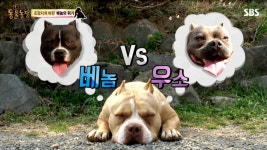 베놈 : 통합검색 : SBS 베놈 검색결과 | SBS 통합 검색