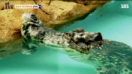 1급 : 클립영상 : SBS SBS