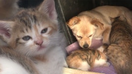 김동현, 꽃꽂이에 푹 빠진 파이터의 반전 취미 공개!