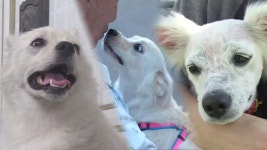 기둥 속에 갇힌 새끼 고양이 구조작전