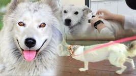 차슈 덮밥의 달인, 밥 없이도 짜지 않은 역대급 단백함