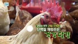 양계장 : 통합검색 : SBS SBS