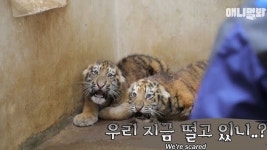 백두산 : 통합검색 : SBS SBS