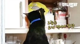 고양이 : 클립영상 : SBS 함께 만드는 기쁨 SBS