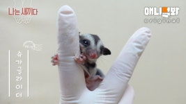 슈가 : 클립영상 : SBS SBS