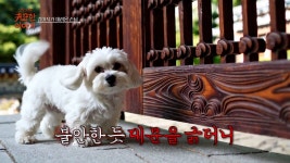 김영희 : 클립영상 : SBS SBS