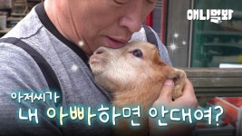 송아지 : 통합검색 : SBS 송아지 검색결과 | SBS 통합 검색