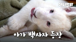 사자 : 클립영상 : SBS 사자 검색결과 | SBS 클립영상 검색