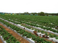 딸기농장 사흘째. 오늘은 컨디션 좋다 - 여행-호주, 뉴질랜드 갤러리