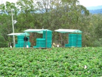딸기농장 사흘째. 오늘은 컨디션 좋다 - 여행-호주, 뉴질랜드 갤러리