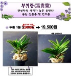 부악 25000→19500 특가상품/석곡/화분/난/공기정화식물/분재/수반/꽃/옹기/나라아트 - 엑스플랜트