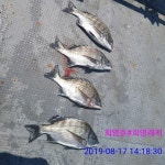 (南)남해조황 - 유촌희영레저 선외기 가을감성돔 시즌 시작합니다