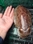 바다낚시 > 점주선장조황 > <은하수호> 3일 여수 쭈꾸미 조황입니다.  3일 여수 쭈꾸미 조황입니다