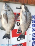 (南)남해조황 - (곤리 풍화) 궁항레저 4짜감성돔외 마리수 조황
