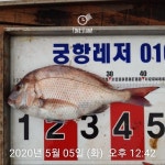 바다낚시 > 점주선장조황 > (곤리 풍화) 궁항레저 5짜참돔외 마리수 대박 조황