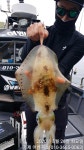 [거제도무늬오징어] 관포IC 5분 농소항.1.6kg,1.5kg,1.3kg,900g,800g