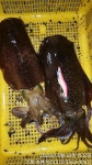 [거제도무늬오징어] 관포IC 5분 농소항.1.1kg 대물 쌍둥이와 900g