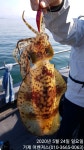 [거제도무늬오징어] 관포IC 5분 농소항.1.4kg 대물