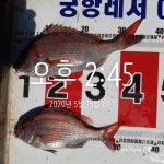 바다낚시 > 점주선장조황 > (곤리 풍화) 궁항레저 참돔 마리수 조황
