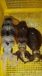 [거제도무늬오징어] 관포IC 5분 농소항. 700g, 400g, 300g