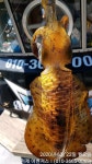 [거제도무늬오징어] 관포IC 5분 농소항.1kg, 900g, 900g, 350g대 3수