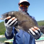 (南)남해조황 - 감성돔흘림, 4방총쏘고 45,44,40,30후반등 마리수.