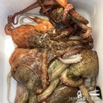 쭈.갑 먹물조황+ - 우리피싱) 사랑도돌문어~