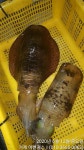 [거제도무늬오징어] 관포IC 5분 농소항.1.5kg, 1.3kg, 800g
