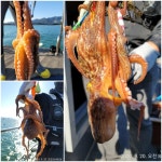 쭈.갑 먹물조황+ - 고성탈레스 가을 돌문어 조황