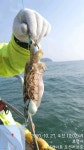 쭈.갑 먹물조황+ - 영목항배낚시 피싱게이트 선단 쭈꾸미낚시 오션러브호 10월27일출항!