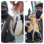 쭈.갑 먹물조황+ - 10월3일 오천프로낚시 팀베테랑호 8물사리 왕쭈꾸미 갑오징어 조황^^