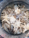 쭈.갑 먹물조황+ - [여수나라호]-쭈꾸미 아침 첫포인트 부터 너나너나~
