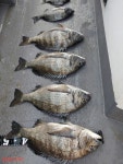 (南)남해조황 - 감성돔흘림, 대물자리 52,50,50,49,37,28. 씨알 멋있네요.
