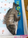 (南)남해조황 - 곤리아진레저 53 44 대물감성돔 조황 ^^