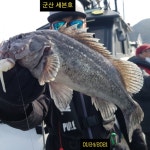 (西)서해조황 - 1월24일 군산세븐호 우럭조황정보 보고드립니다^^