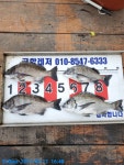 (곤리 풍화)궁항레저 대물감성돔 53 51외 마리수 조황