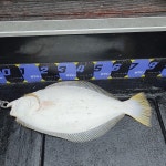 인천권조황 - Team Incheon << 루키나호 >> 05.20.(목) << 매일매일 9짜~미터급 >>