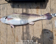 (南)남해조황 - 민어97, 붉바리 50, 양수겹장 오늘도 호조황