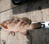 (南)남해조황 - 민어97, 붉바리 50, 양수겹장 오늘도 호조황