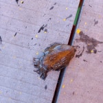 가두리좌대낚시 - 무기수산 좌대 10윌24일 조항