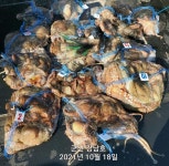 10월18일 군산 강남호 문어 조황