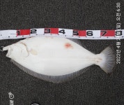 인천권조황 - 4월24일 대광어탐사