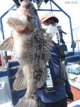 4월24일 인천남항 테슬란호 광어,우럭 조황입니다.~^^