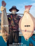 (南)남해조황 - 진프로피싱 25일 민어87 광어82 붉바리 100수 훨신 오버~~^^