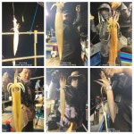 (南)남해조황 - [여수나라호]-5/31 한치 초대박조황 장원170수