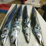 통영뉴명성호먼바다왕갈치3지4지5지쿨러조황입니다월요일(3일)자리여유있습니다